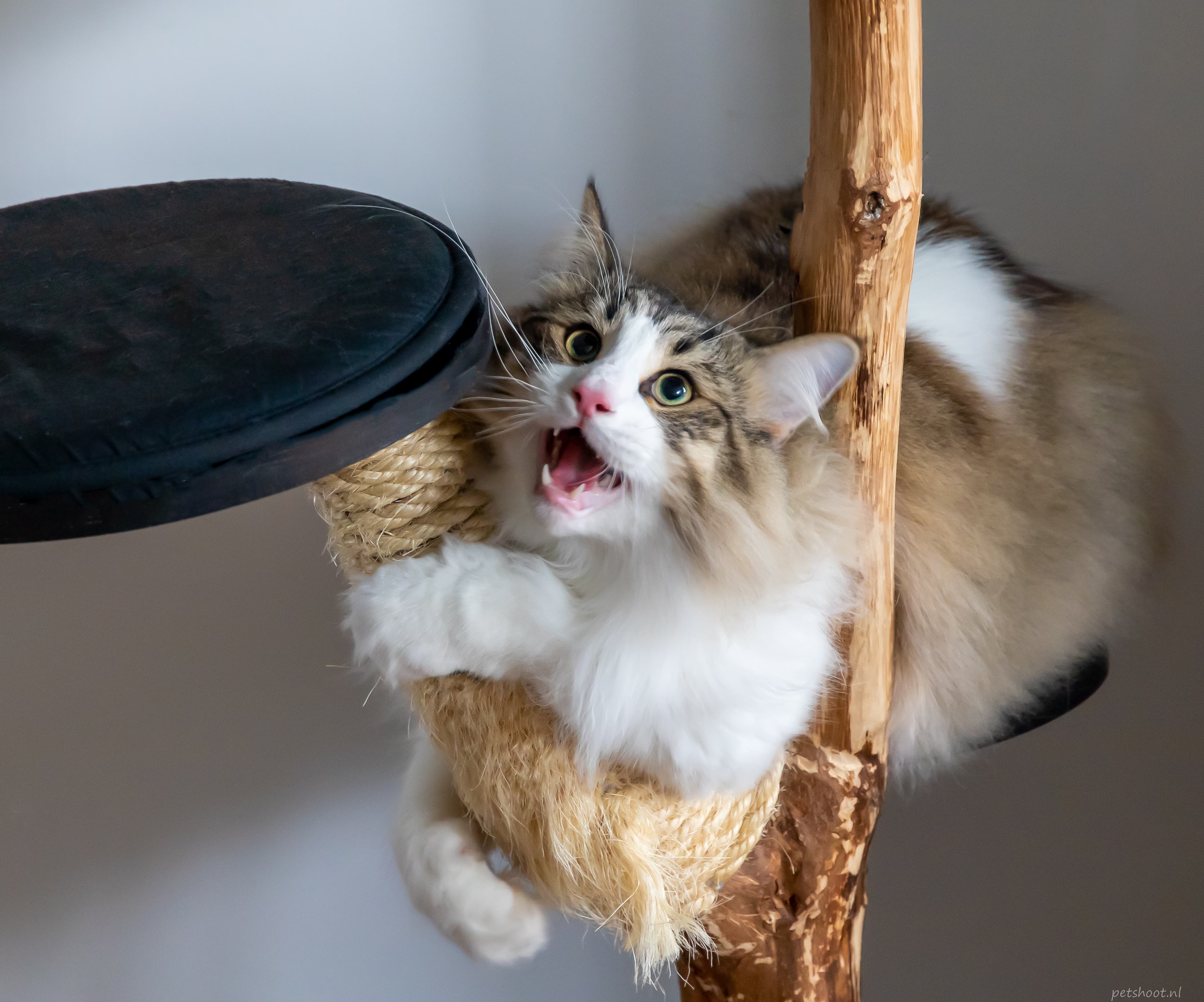 Lorem ipsum dolor sit