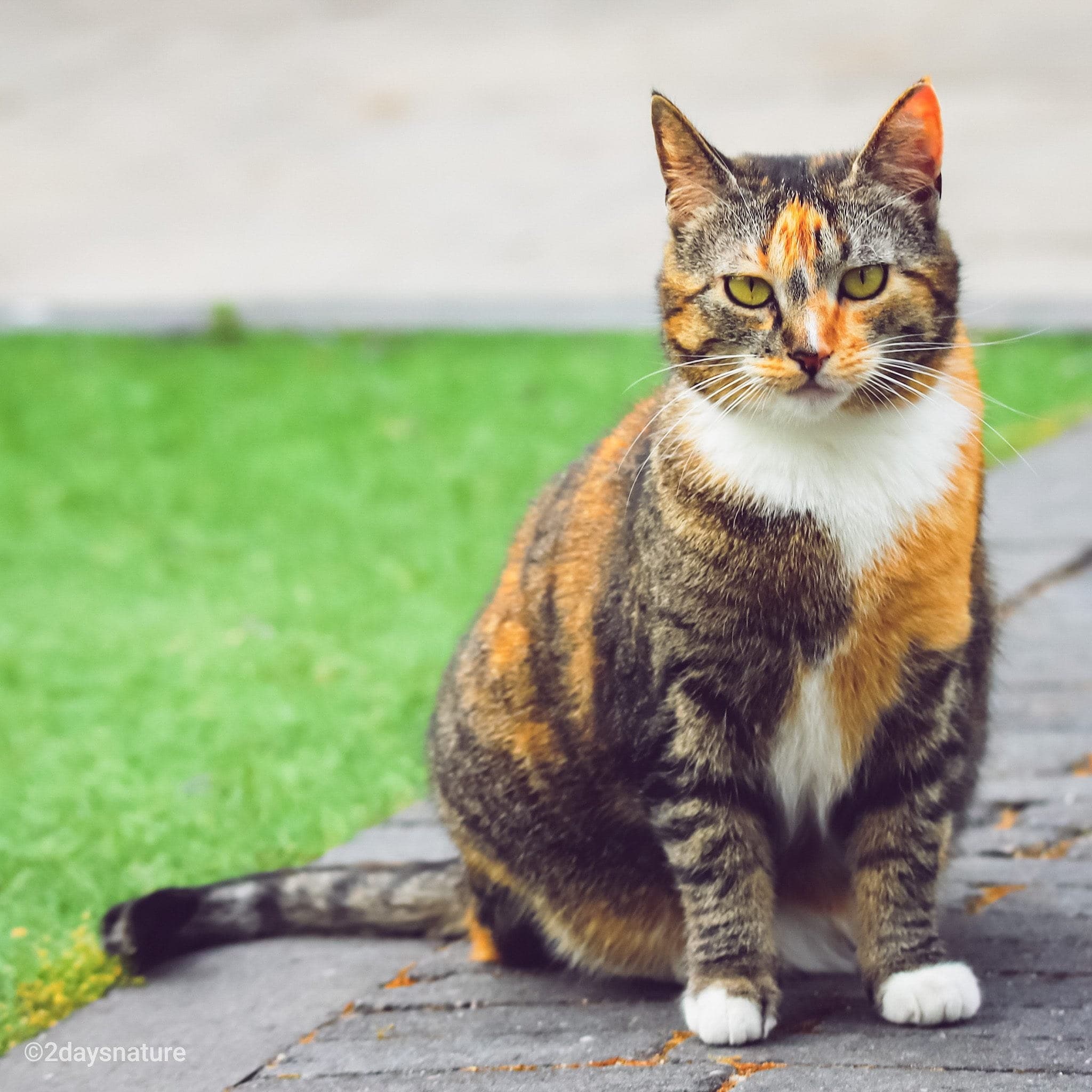 Lorem ipsum dolor sit