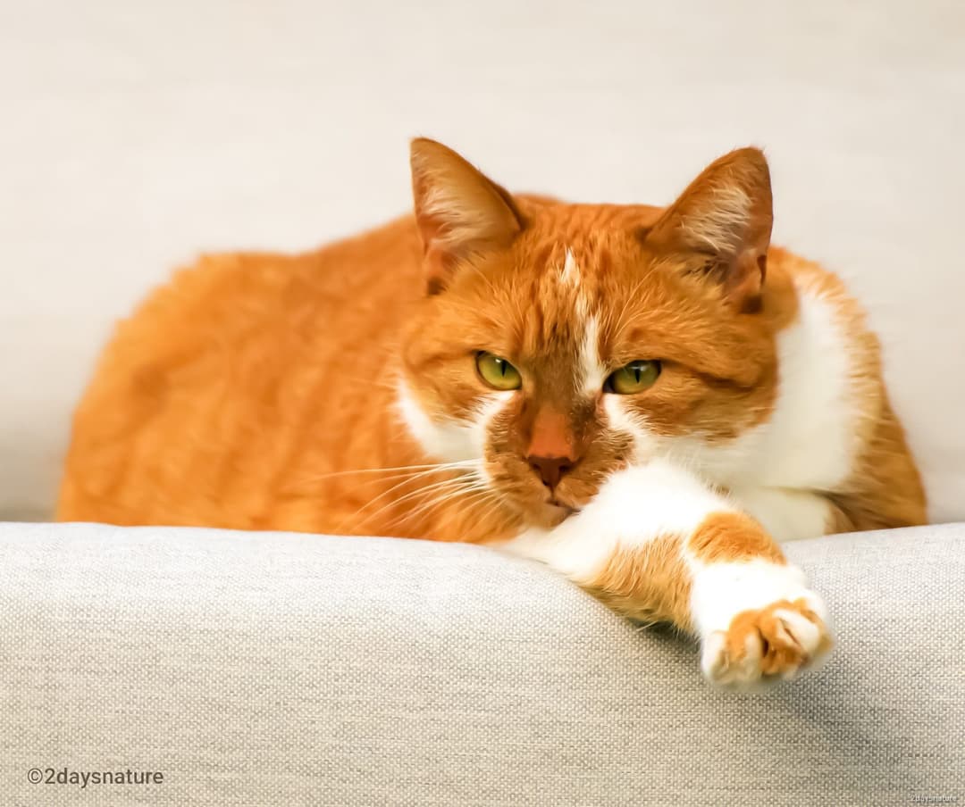 Cat on the couch
