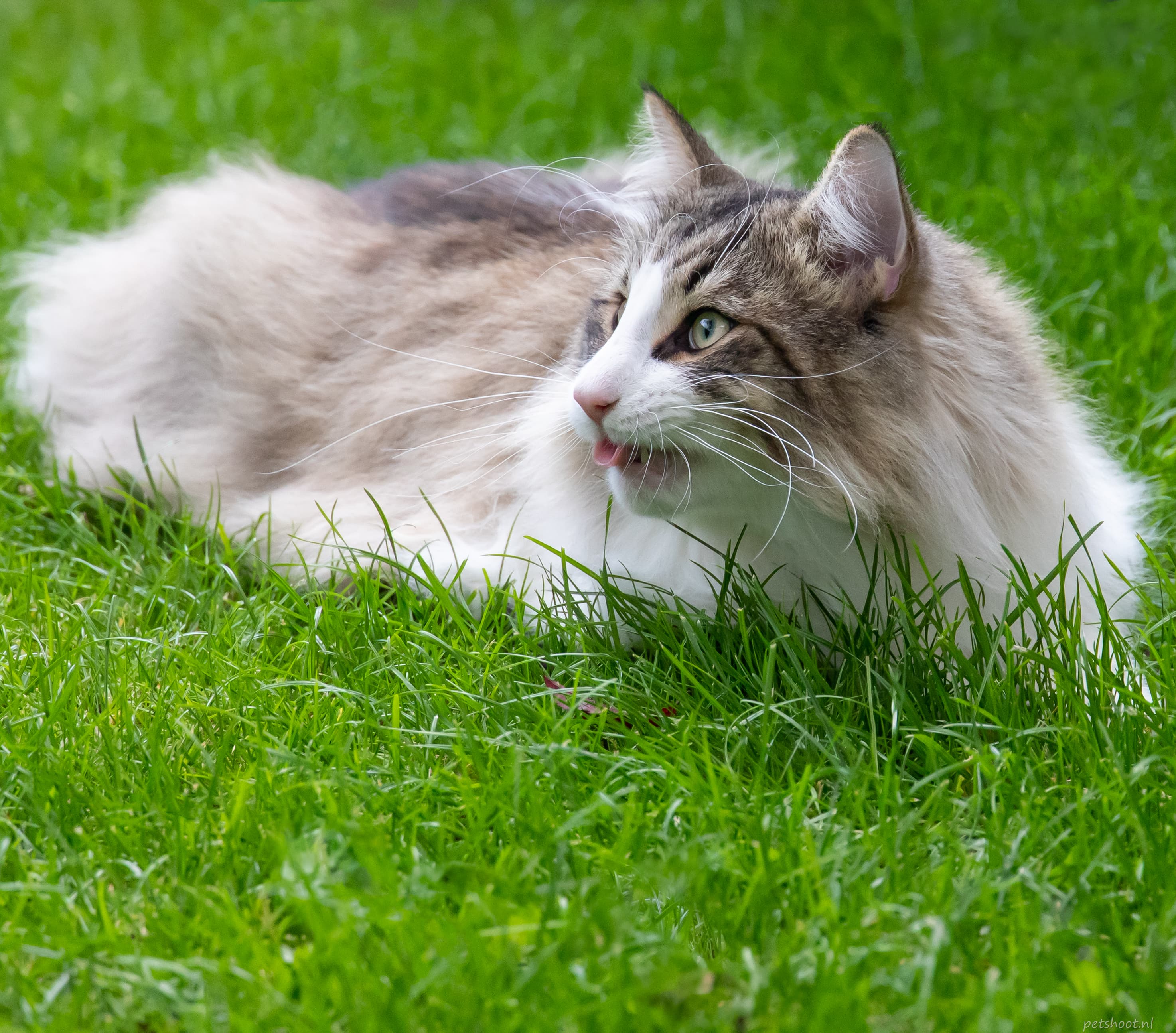 Lorem ipsum dolor sit
