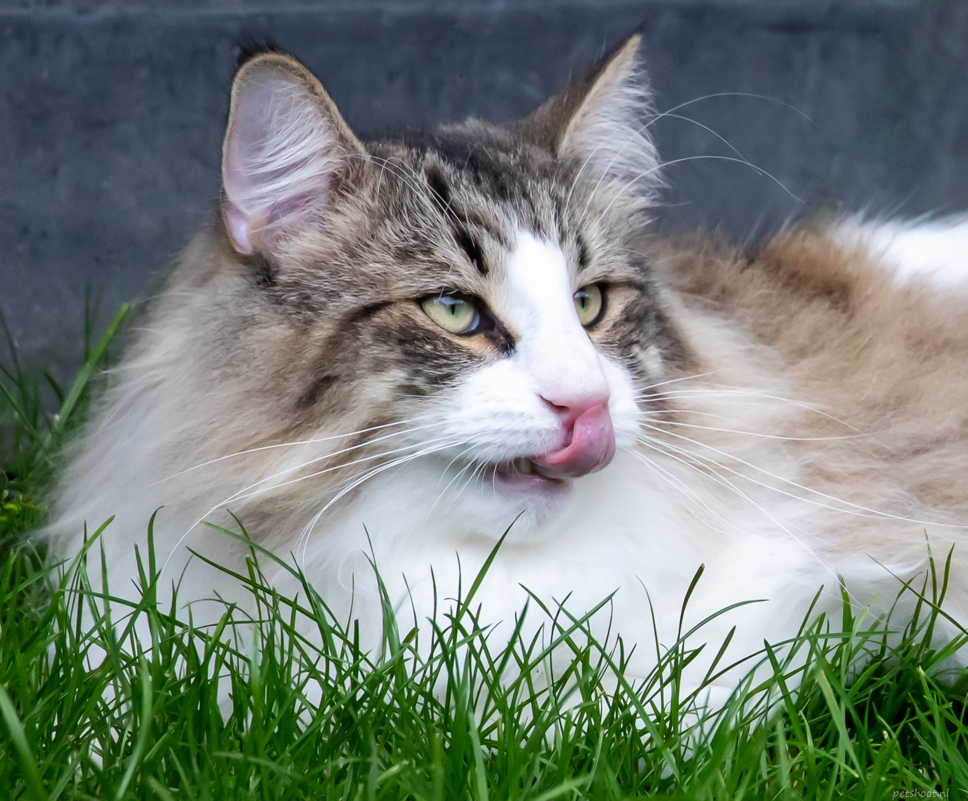 Lorem ipsum dolor sit
