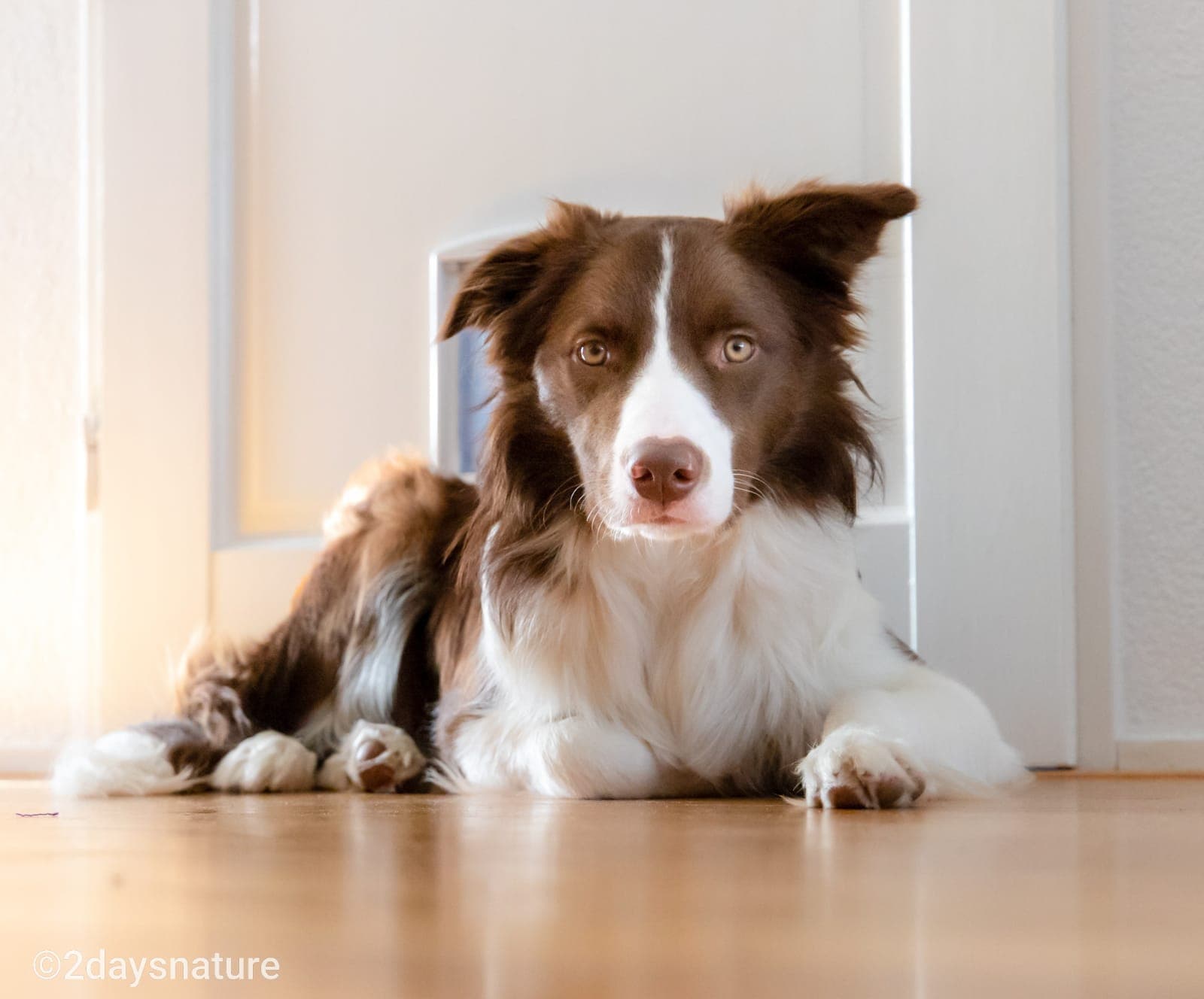 dog image