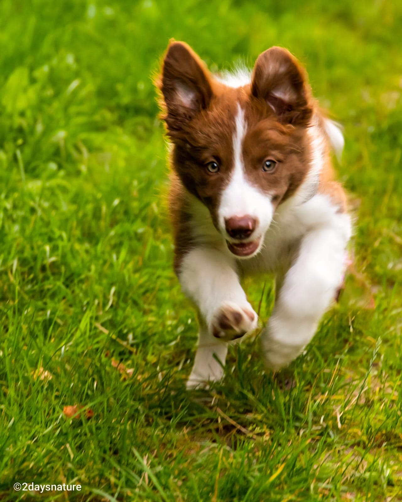 puppy image 3