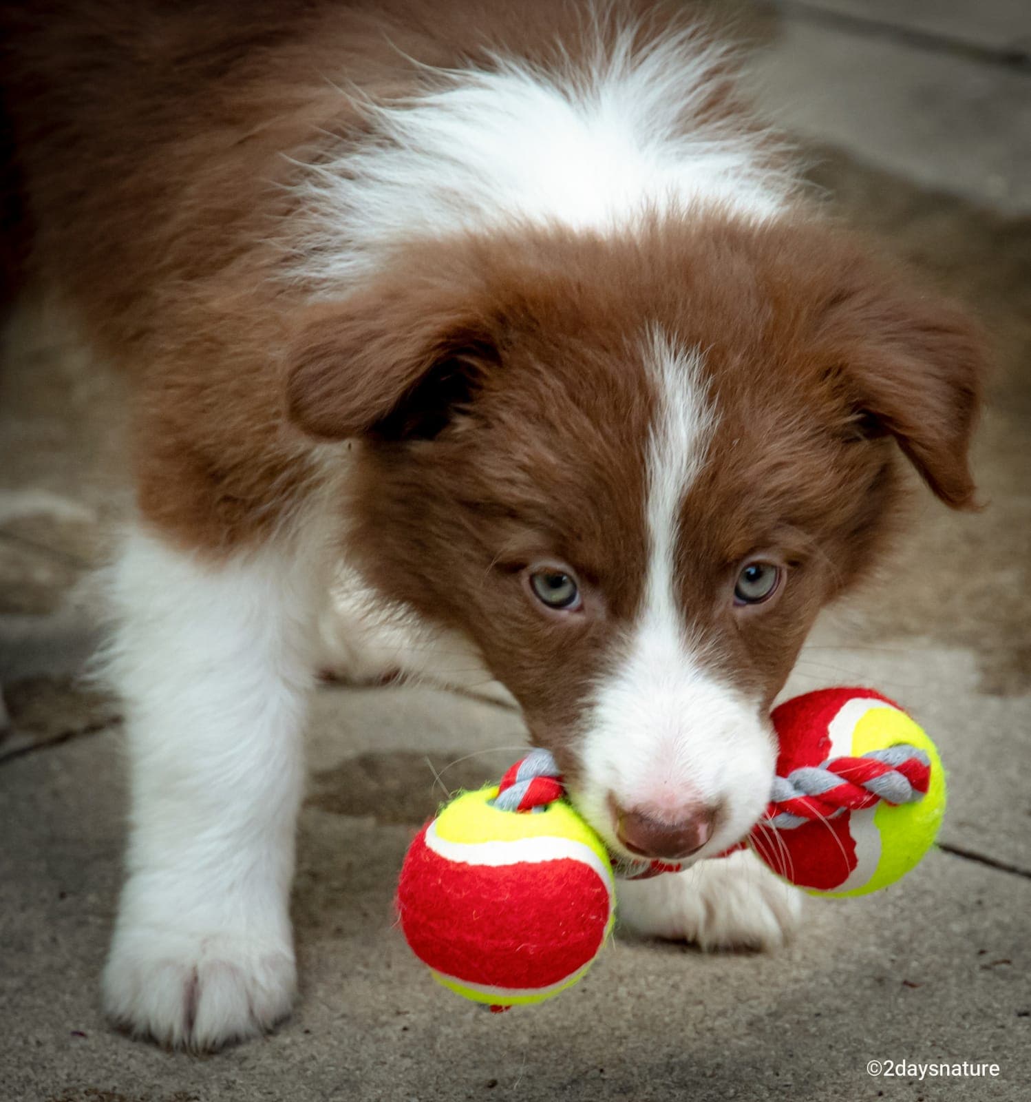 Puppyshoot banner