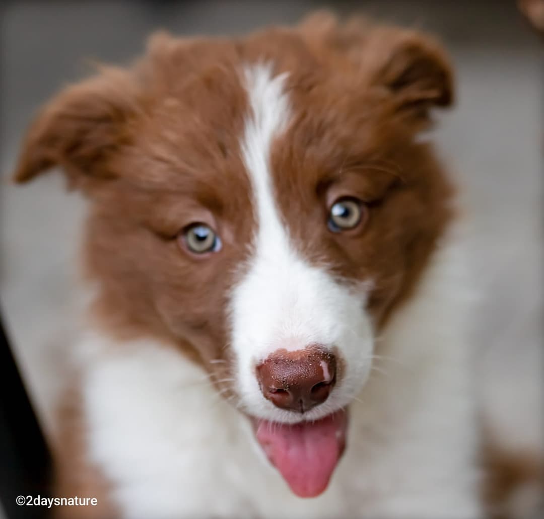 blije puppy