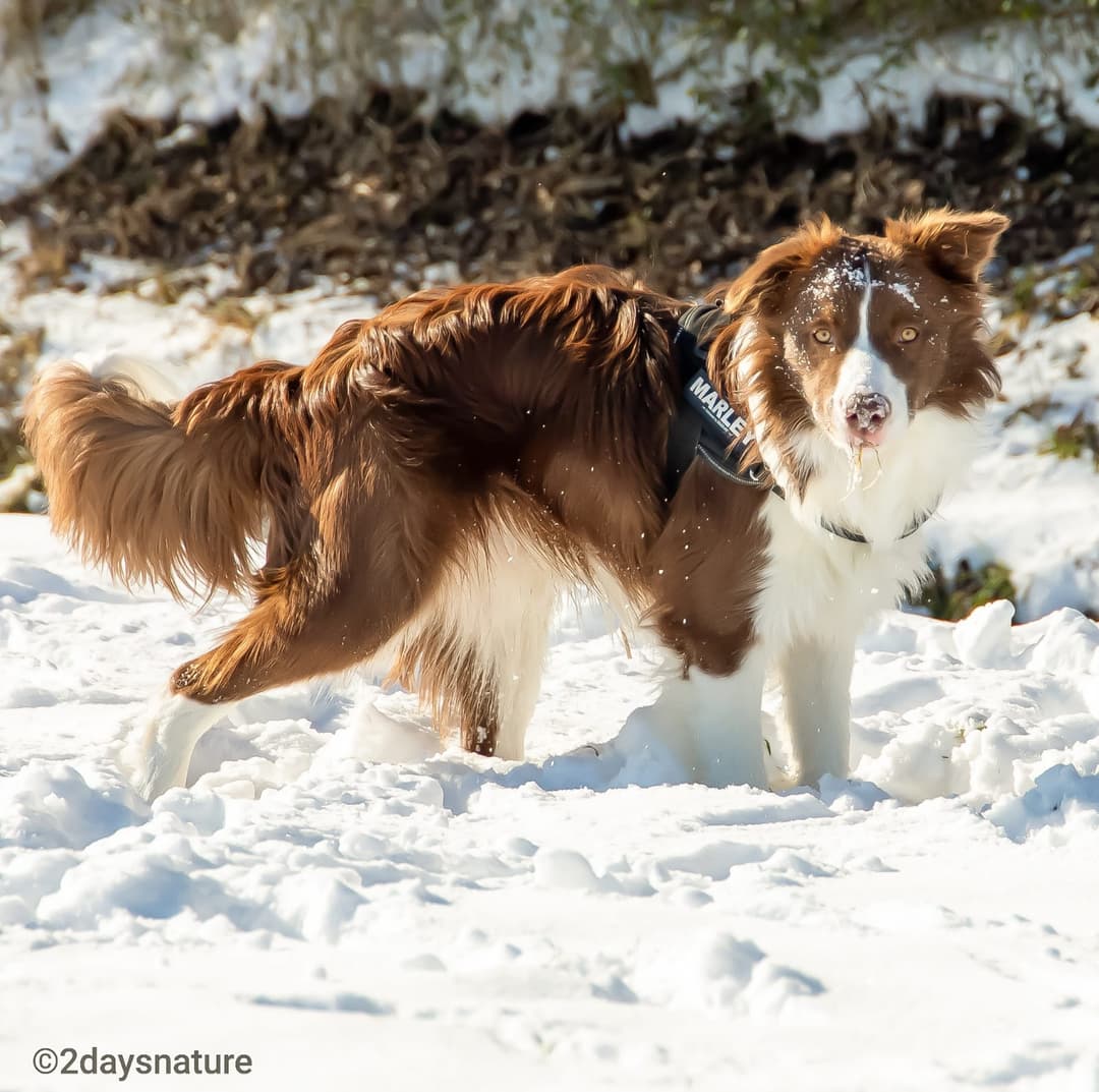 Dog in the snow